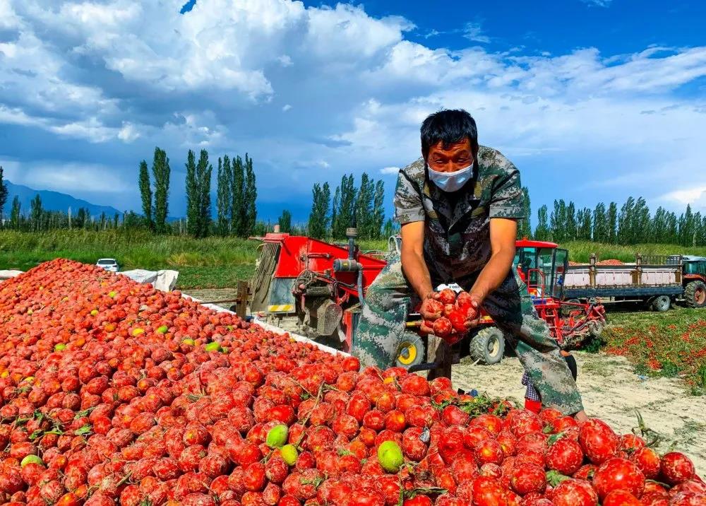 新疆兵团两个农产品品牌入选中国农业品牌目录