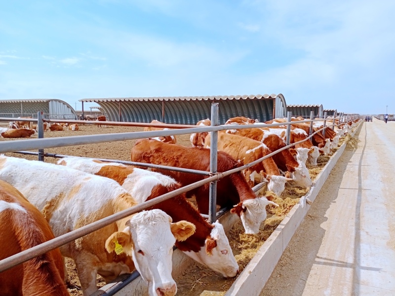 阿勒泰市推广良种牛养殖助力农牧民群众增收
