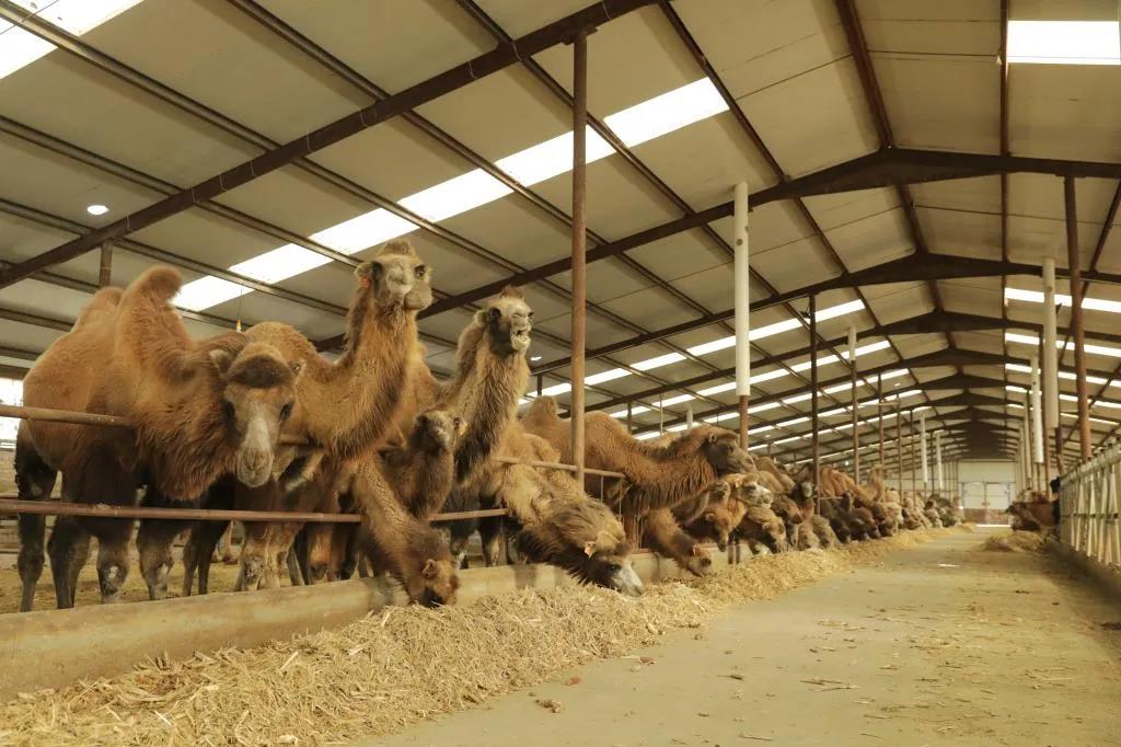 通辽市扎鲁特旗农牧产业升级 实现“二十二年连丰＋308万头牲畜”新跨越易游娱乐城- YY易游体育官方网站- 易游体育APP