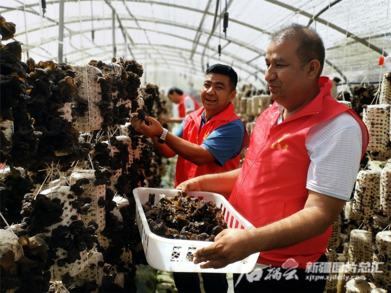 6月18日,在阿瓦提县巴格托格拉克乡墩买里村黑木耳种植基地,党员志愿