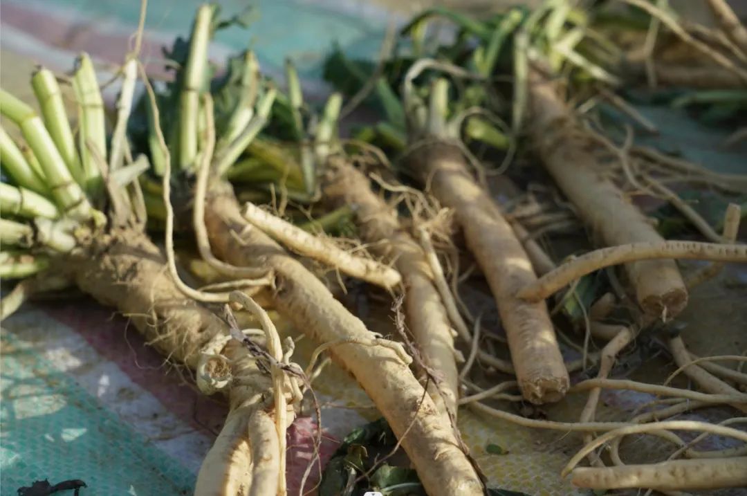 时下正值板蓝根收获季在十四师二二四团七连中草药种植基地种植户们正