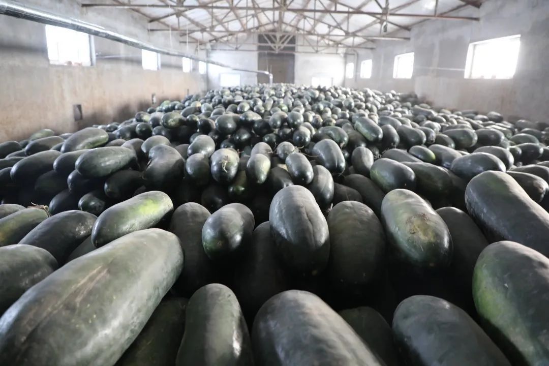 乌鲁木齐的三坪农场建果蔬冷库带动乡村致富