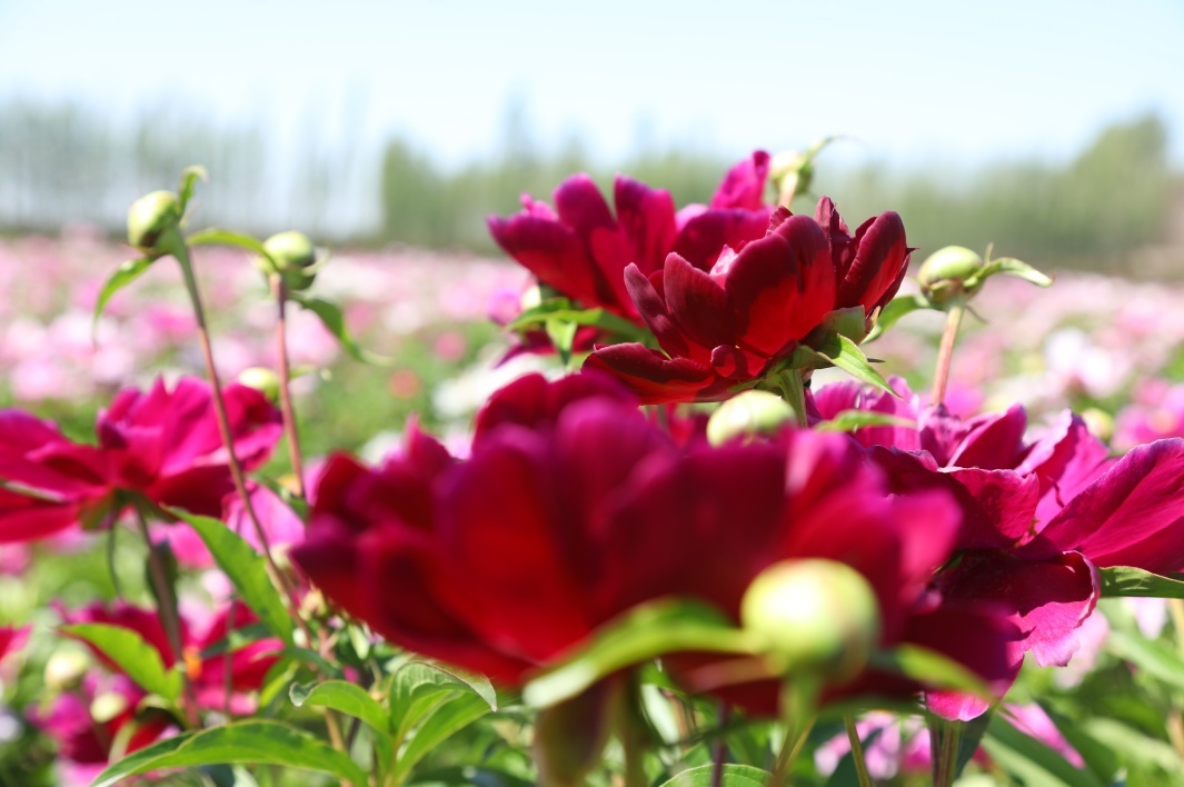 追花逐梦看新疆丨新疆霍城:芍药花海惊艳了时光