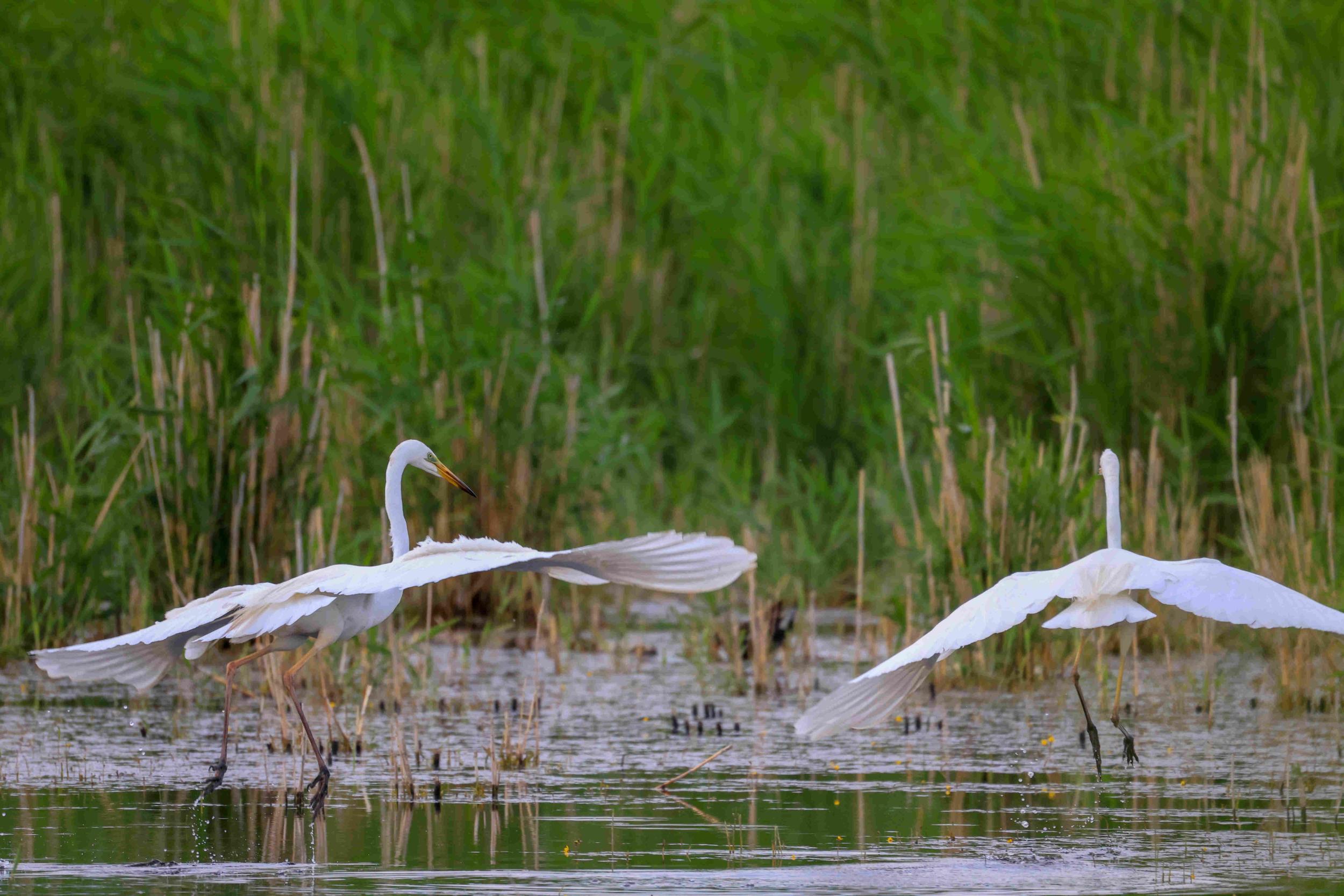 新疆博斯腾湖白鹭相约起舞