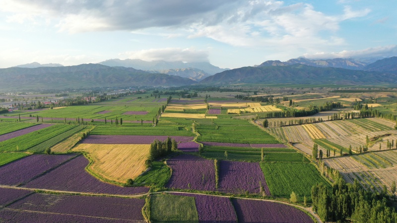 伊犁霍城万亩薰衣草