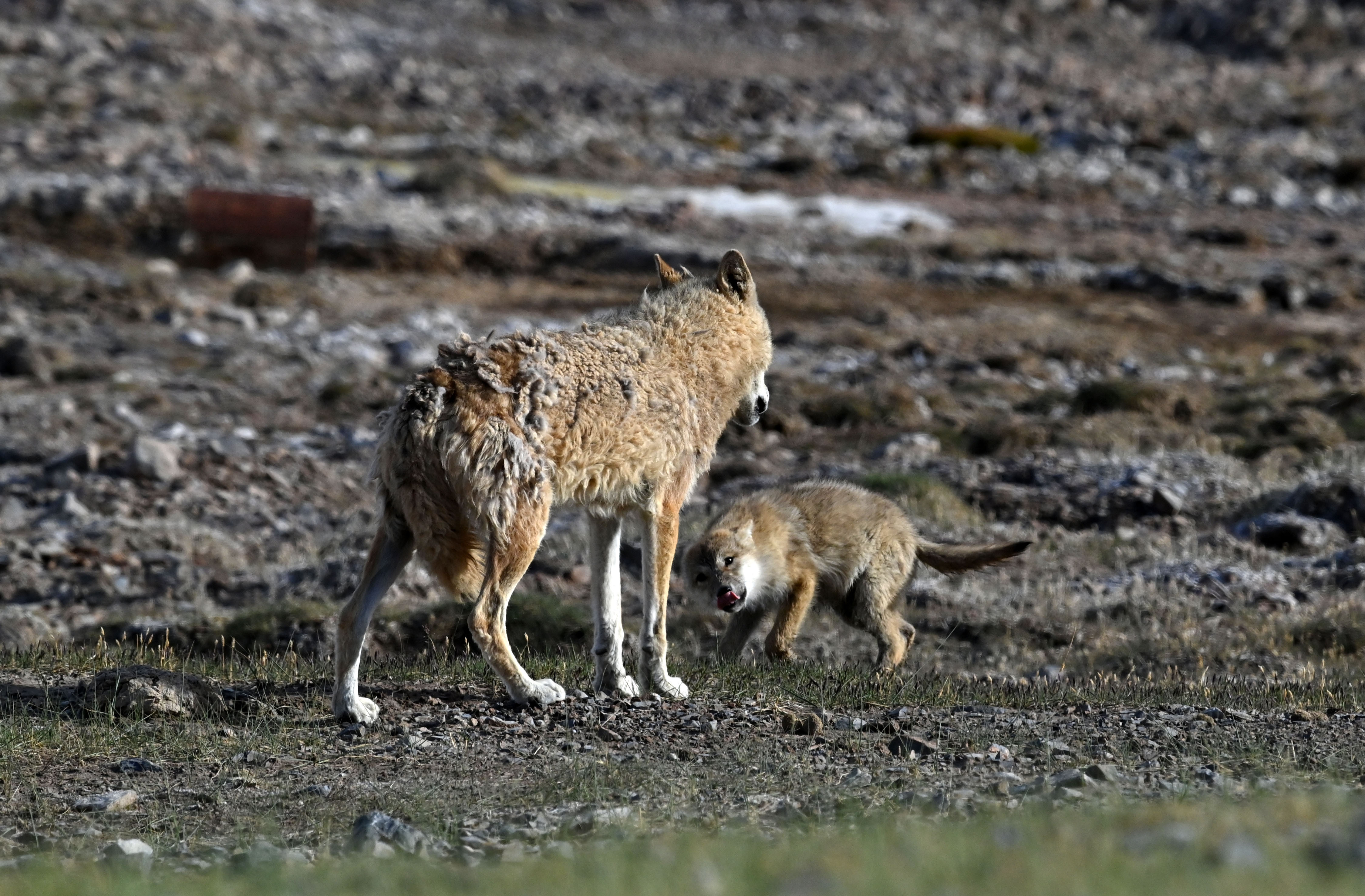 新疆阿尔金山国家级自然保护区野生动物的夏日生活