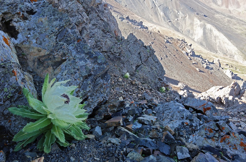 新疆木垒雪莲花绽放高山绝顶上