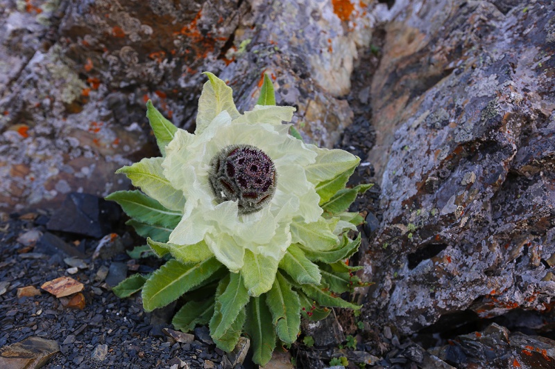 新疆木垒雪莲花绽放高山绝顶上