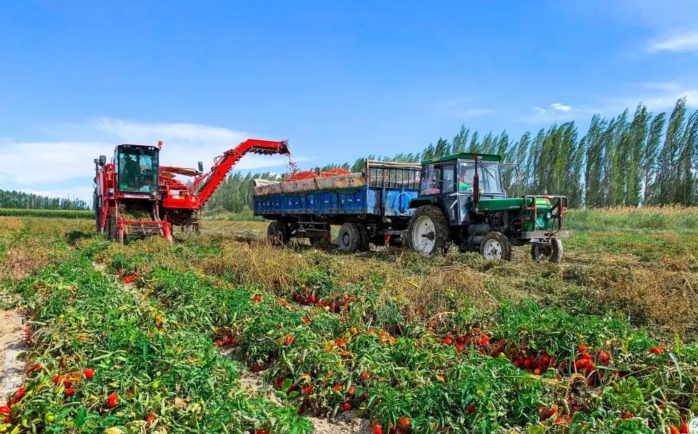 新疆兵团两个农产品品牌入选中国农业品牌目录