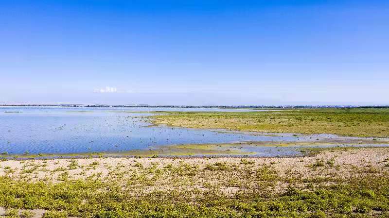 "湿"意兵团诗意浓!看青格达湖畔万鸟齐飞归乡路!