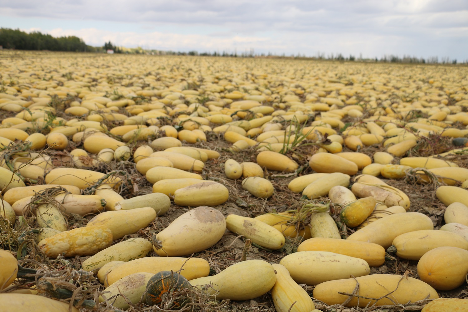 一八四团葫芦瓜喜获丰收