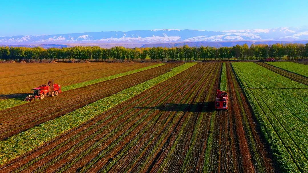 在昭苏县阿克达拉镇甜菜种植地,甜菜种植户纷纷抢抓天气晴朗的好时机