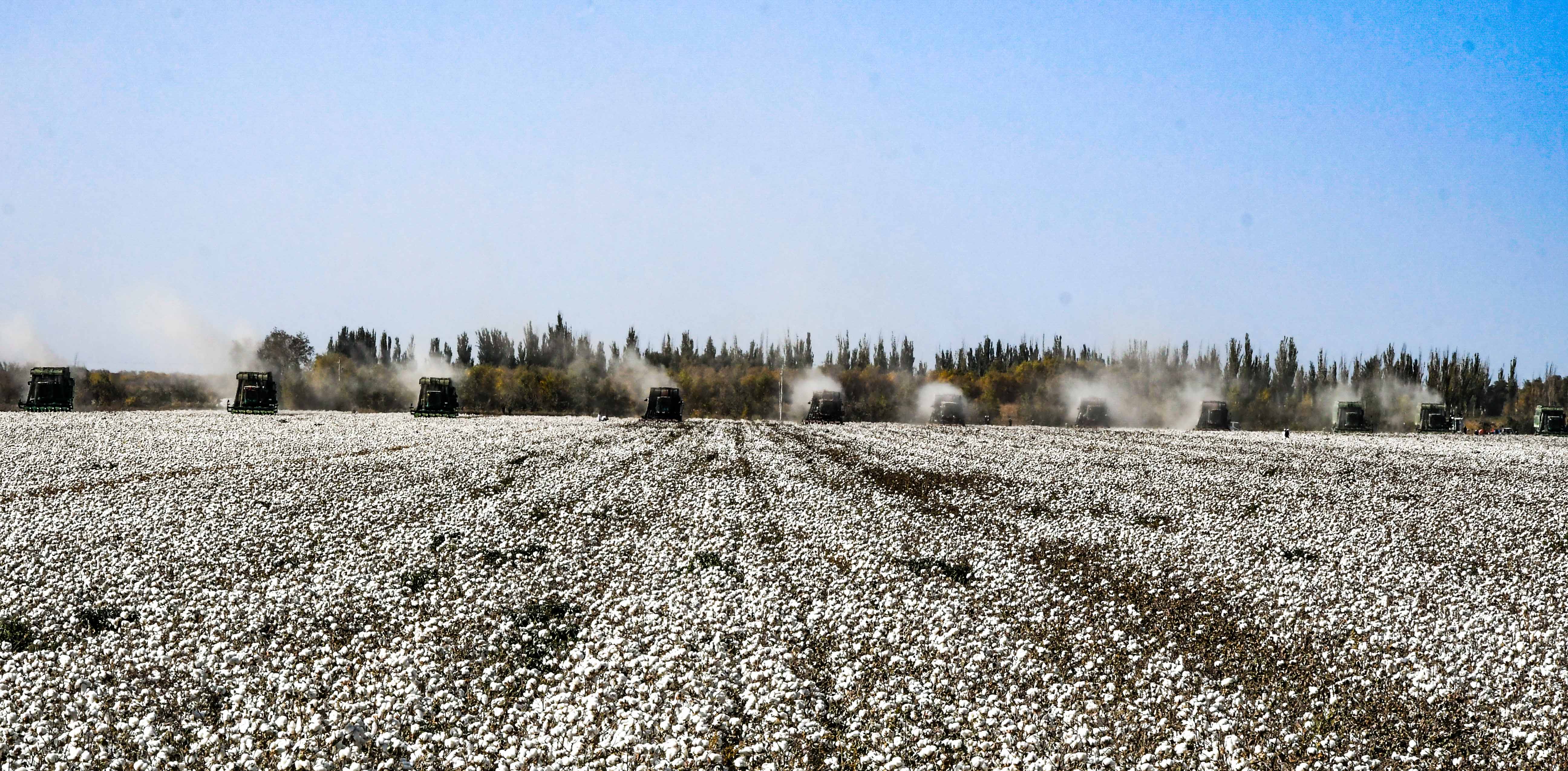 你见过万亩棉花丰收的壮观景象吗?