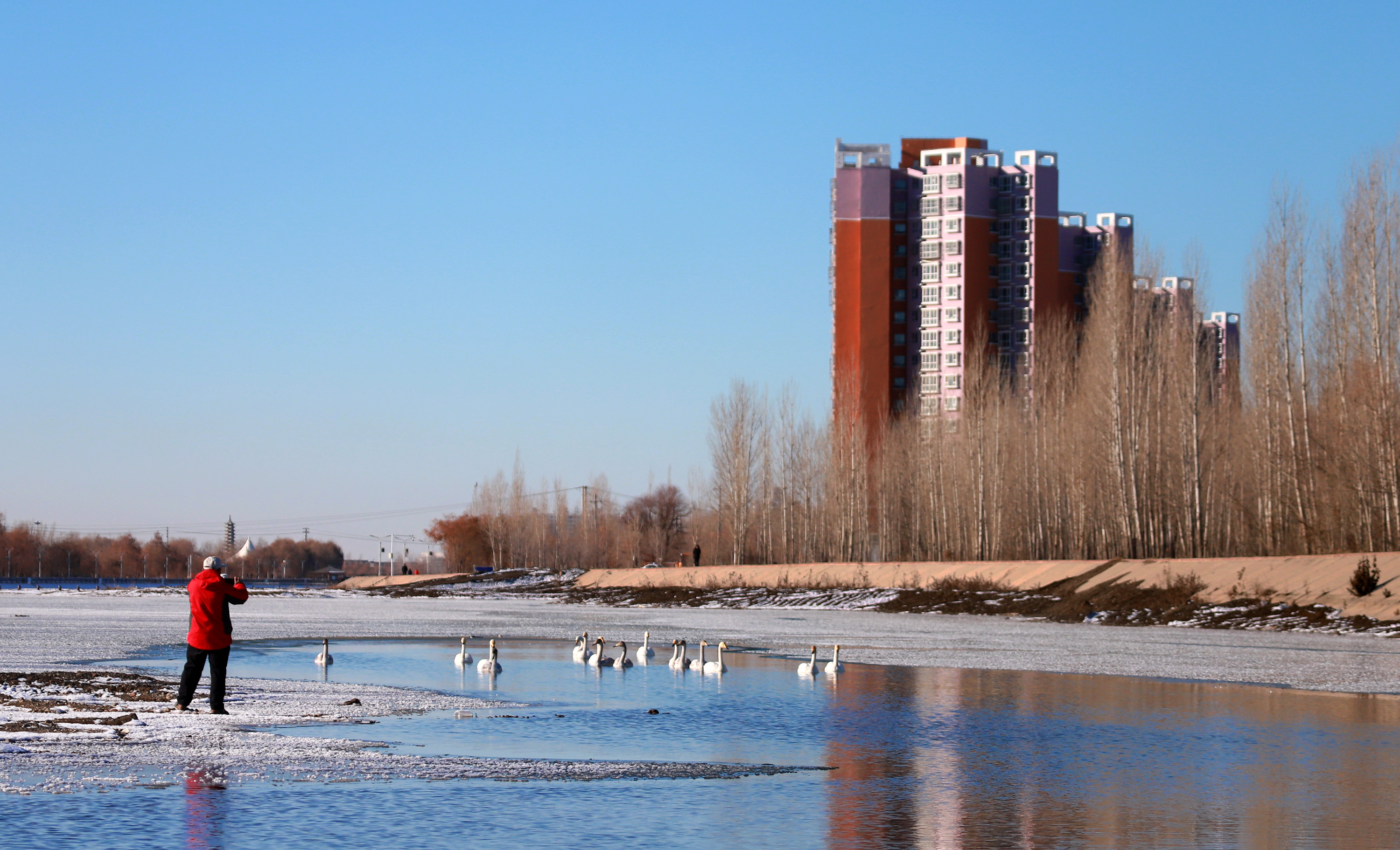 美丽的天鹅已成为额敏冬日里一道别样的靓丽风景线拥抱自然,共品商
