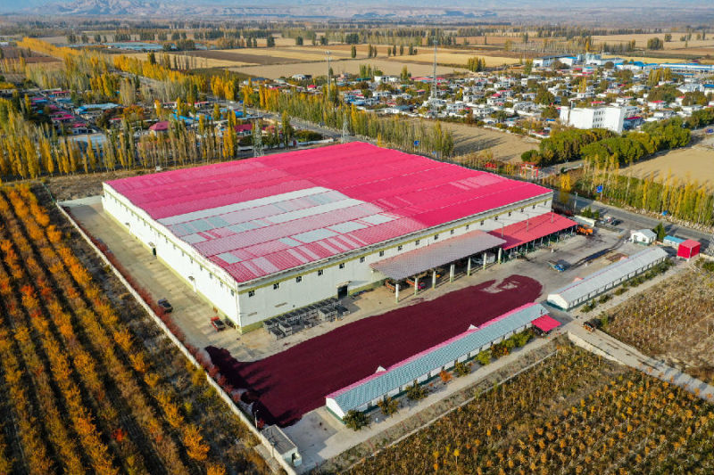 第四师六十二团走出多彩致富路职工集体齐增收