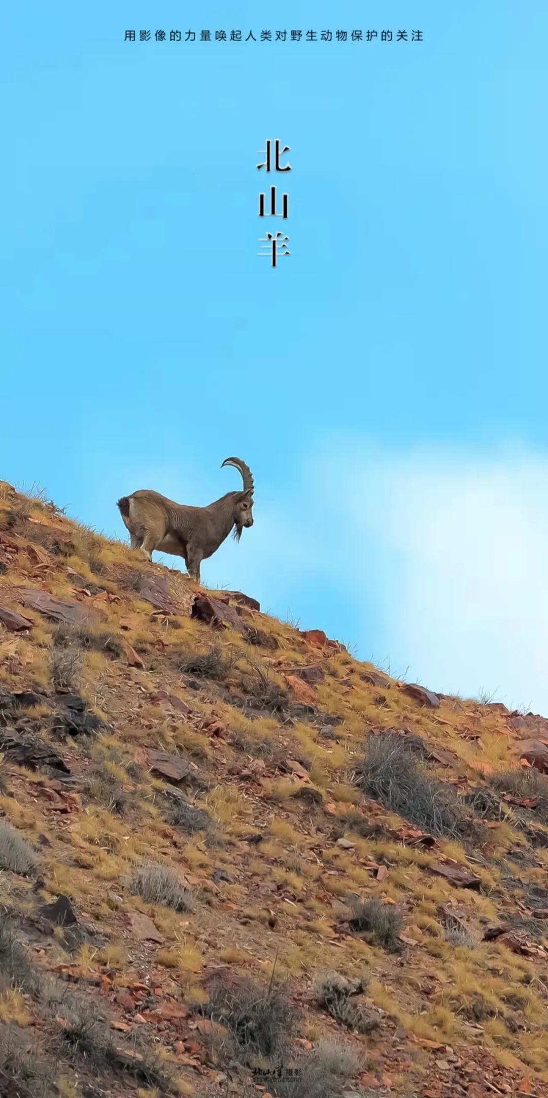 来看悬崖峭壁上的羊羊