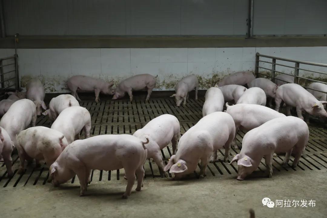 京基集团养猪图片