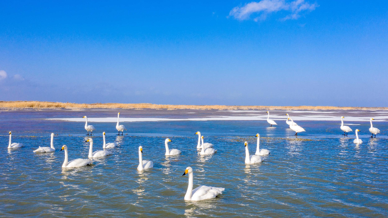 候鸟迁徙看新疆丨新疆博斯腾湖又见天鹅舞翩跹