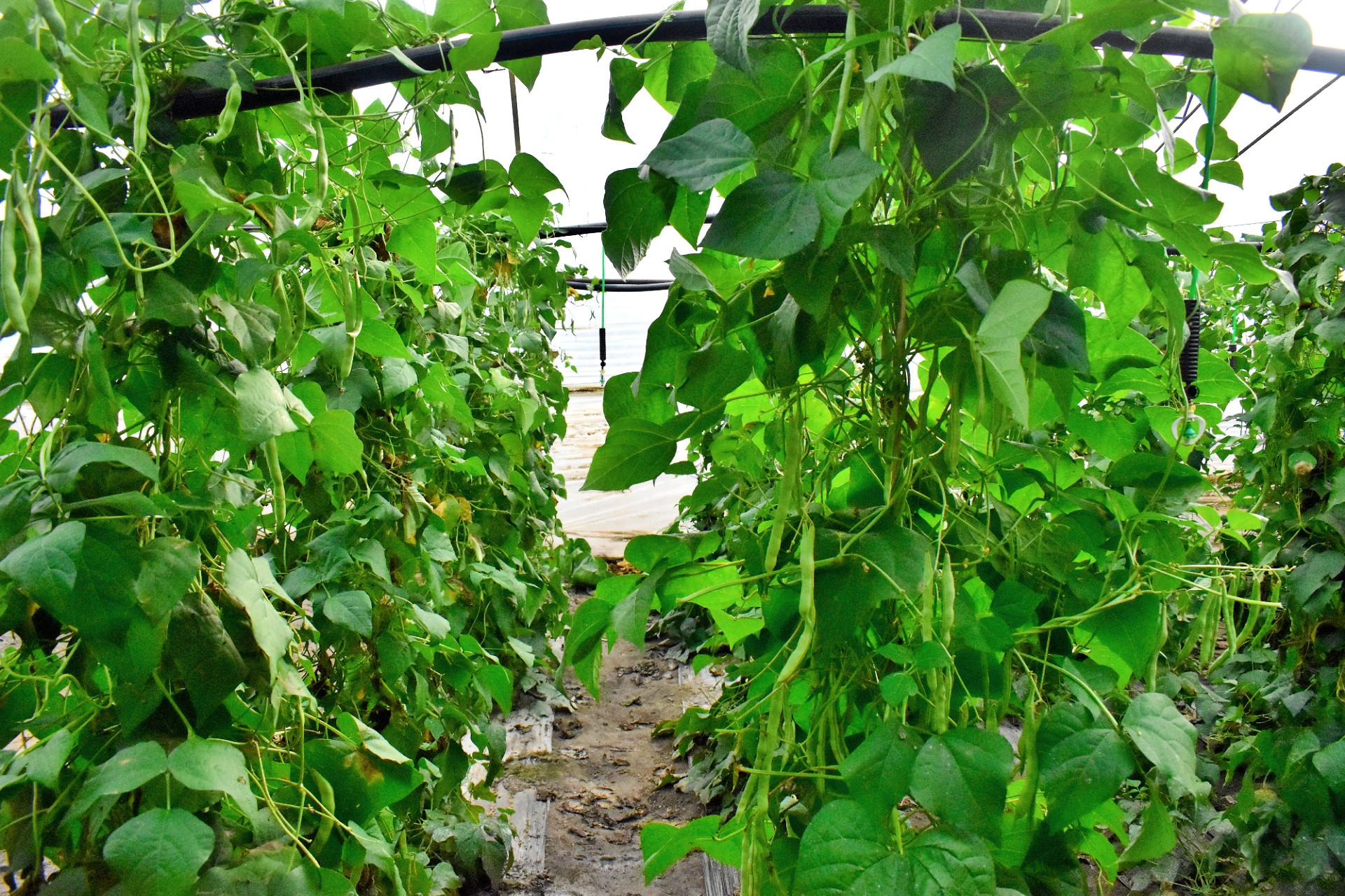 "我今年种植了11亩地的蔬菜大棚,除了种植四季豆,还种植了芹菜,莲花白