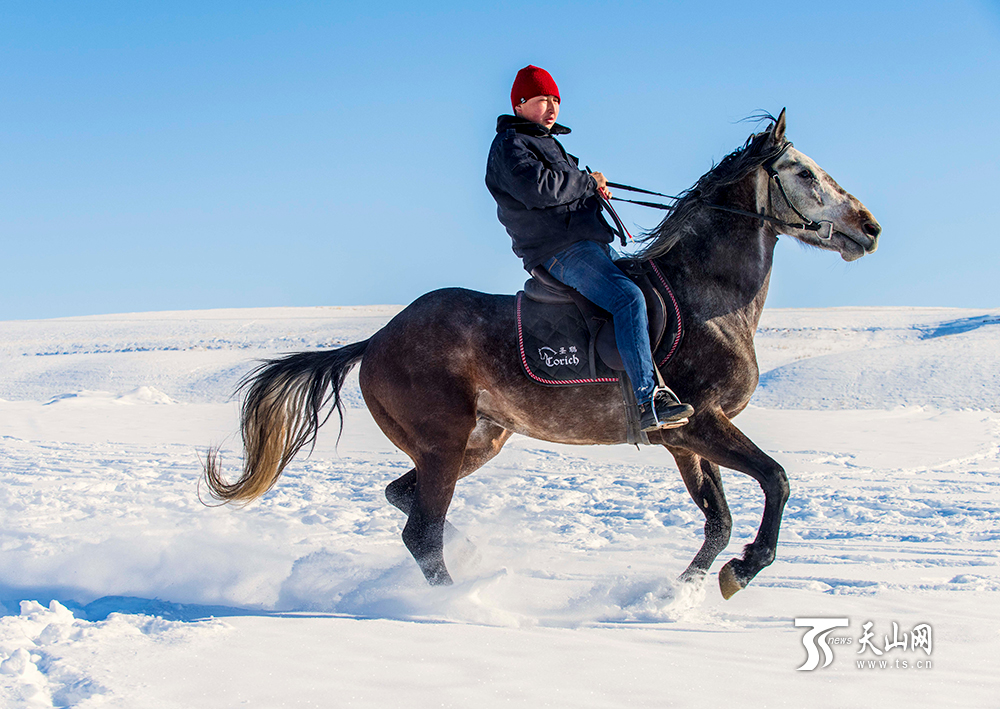 新疆昭苏马踏雪原别样美