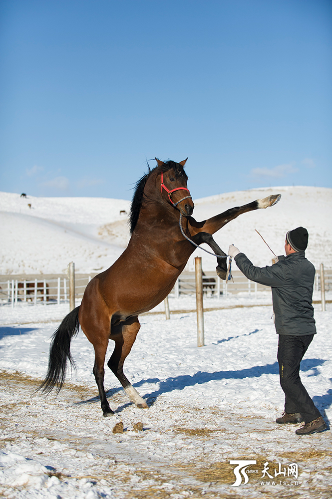 新疆昭苏马踏雪原别样美