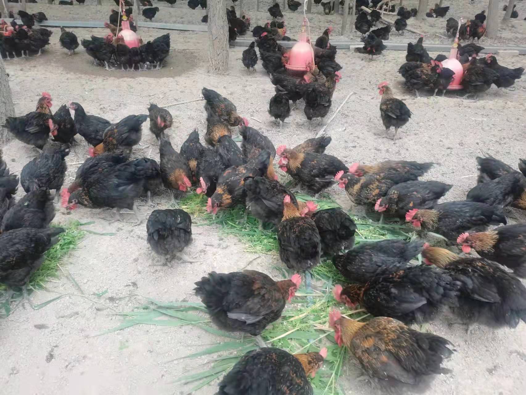 爱心助农黑良凤鸡急待出售您的转发就是支持