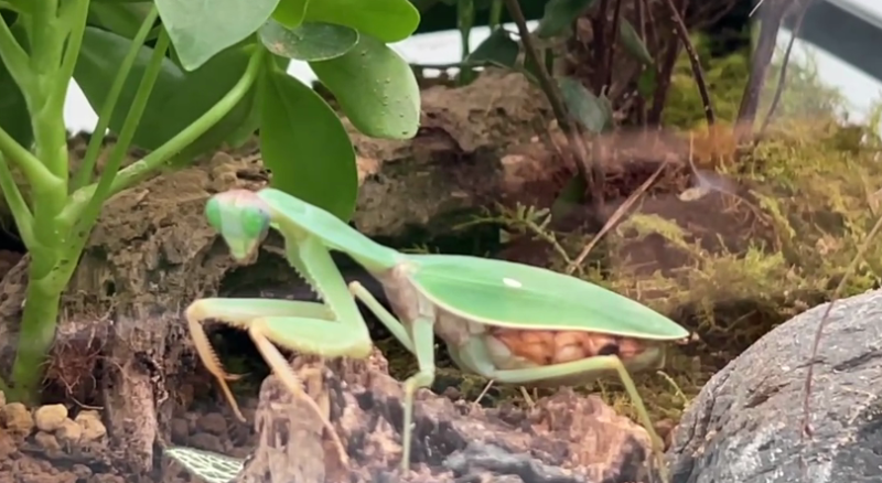 新疆活体昆虫博物馆2022年1月1日开馆