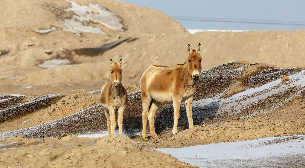 新疆木垒蒙古野驴现身戈壁滩悠闲自在