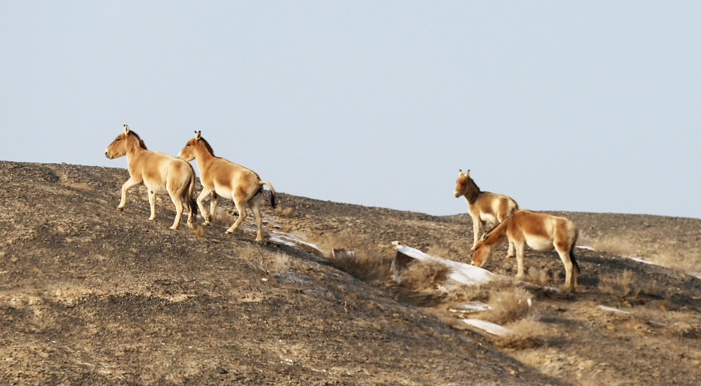 新疆木垒蒙古野驴现身戈壁滩悠闲自在