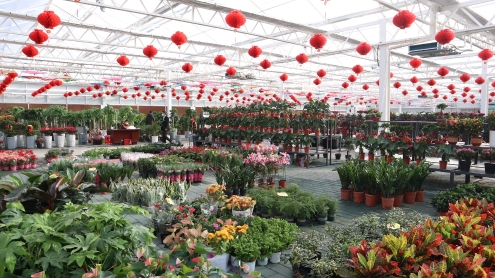 红星花卉市场图片
