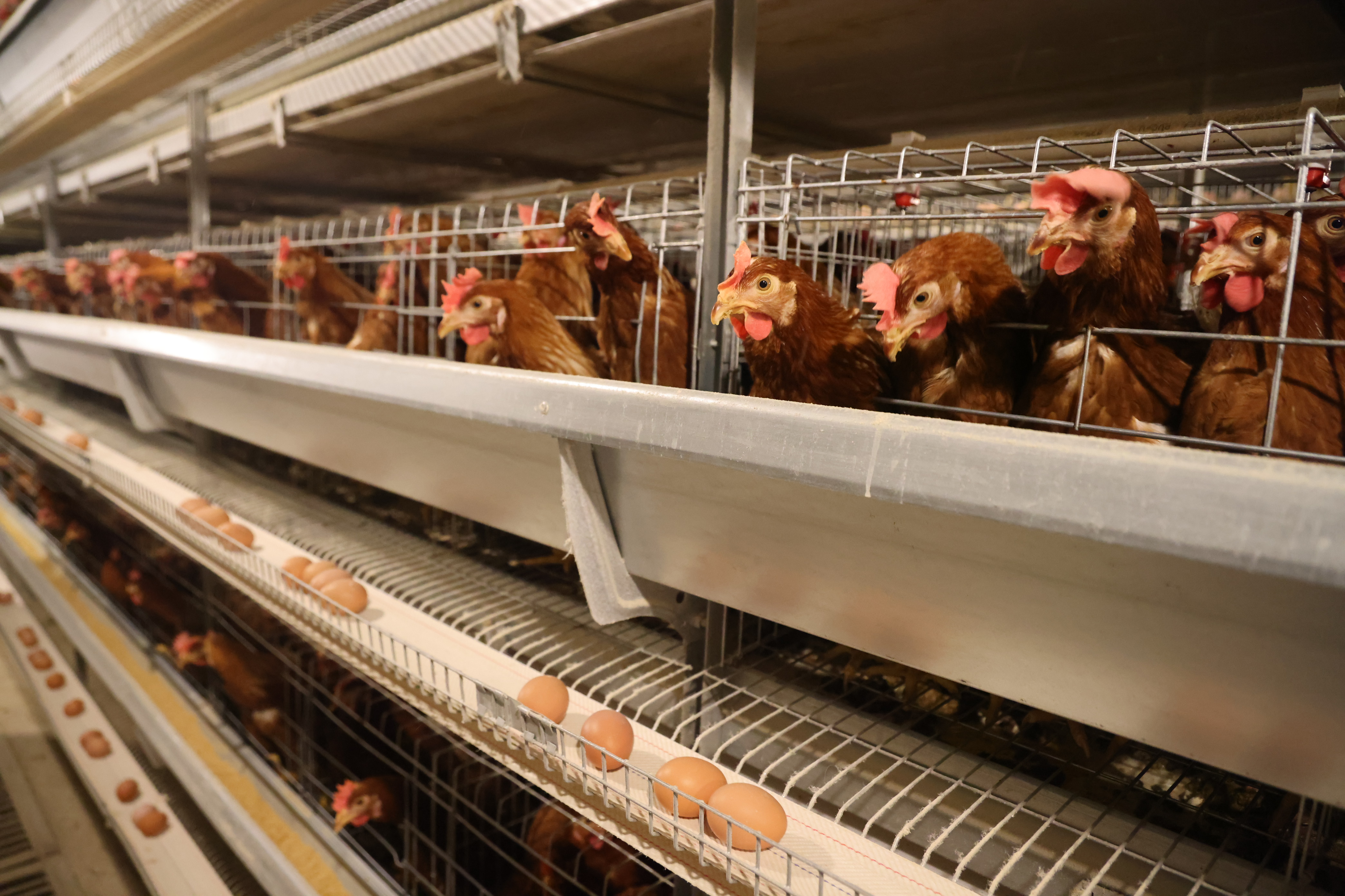 同时养近三万羽蛋鸡是一种什么体验?请往这儿看→