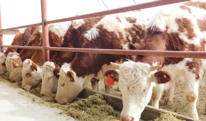 易游娱乐城- YY易游体育官方网站- 易游体育APP畜牧养殖合作社发展策略分析