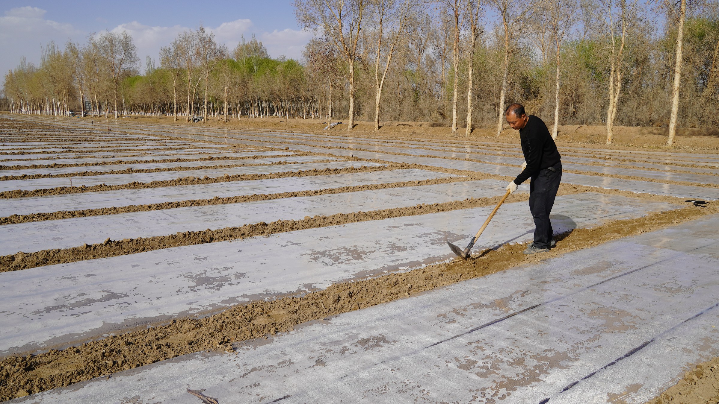 滴灌带与地膜同时铺设到位,压碱,增温,保墒,达到一播全苗.