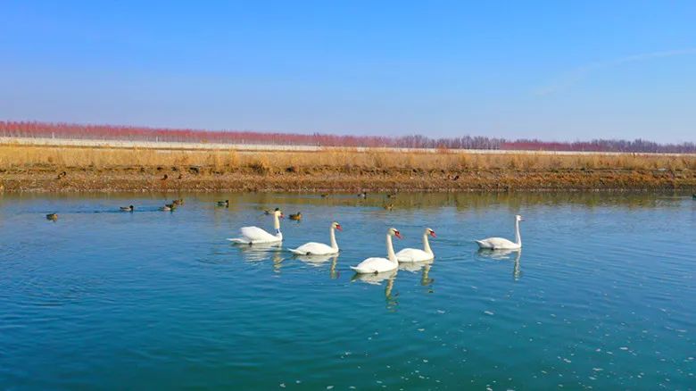 2016年至今,可克达拉市已完成绿化建设项目57个,建