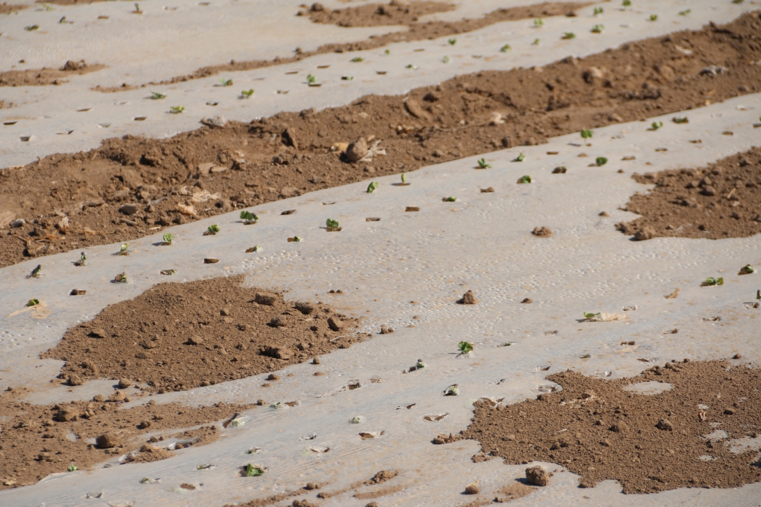 一〇六团69万亩棉花喜见四月苗