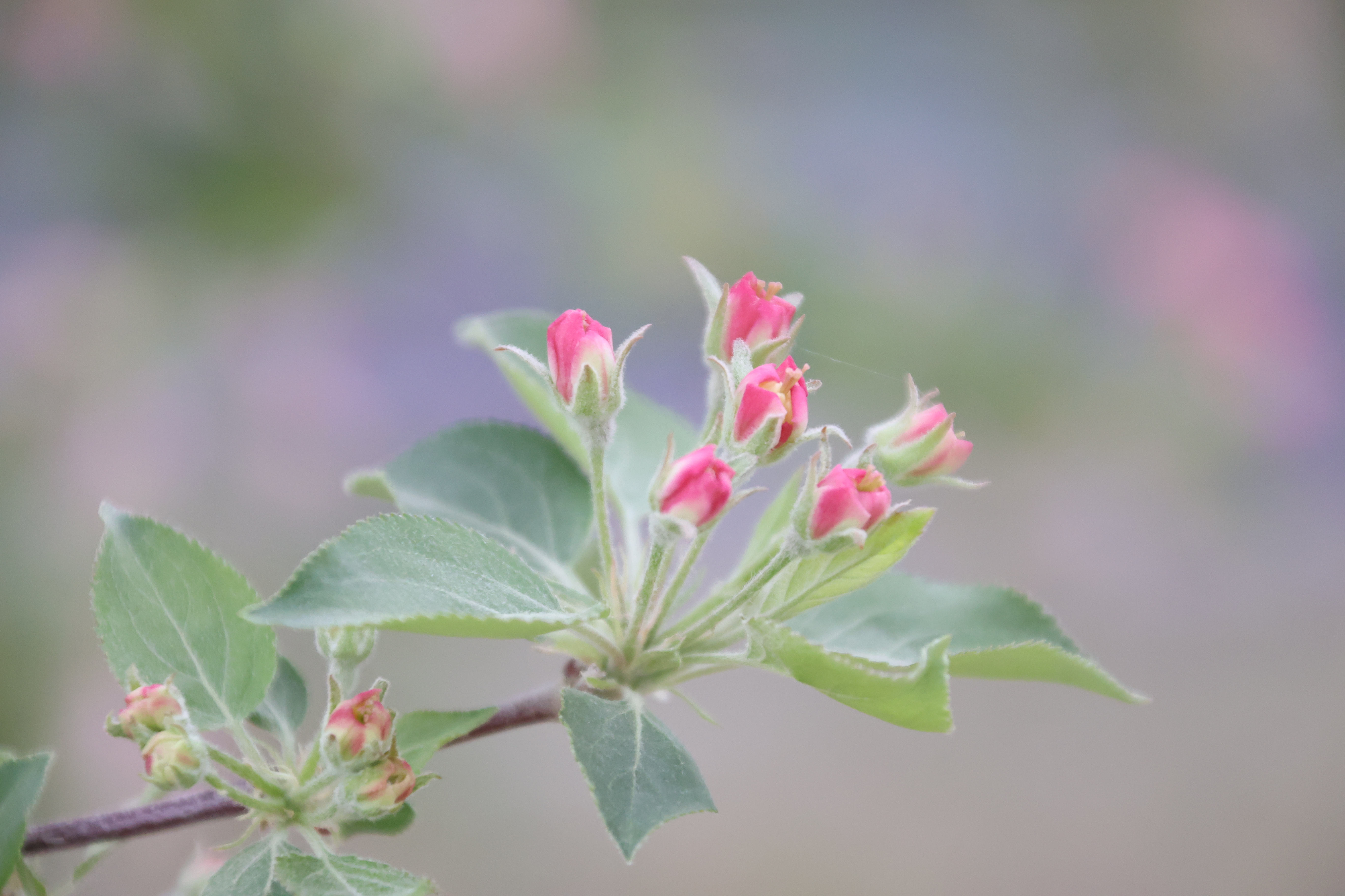 七师一二六团院内苹果花成为网红打卡地