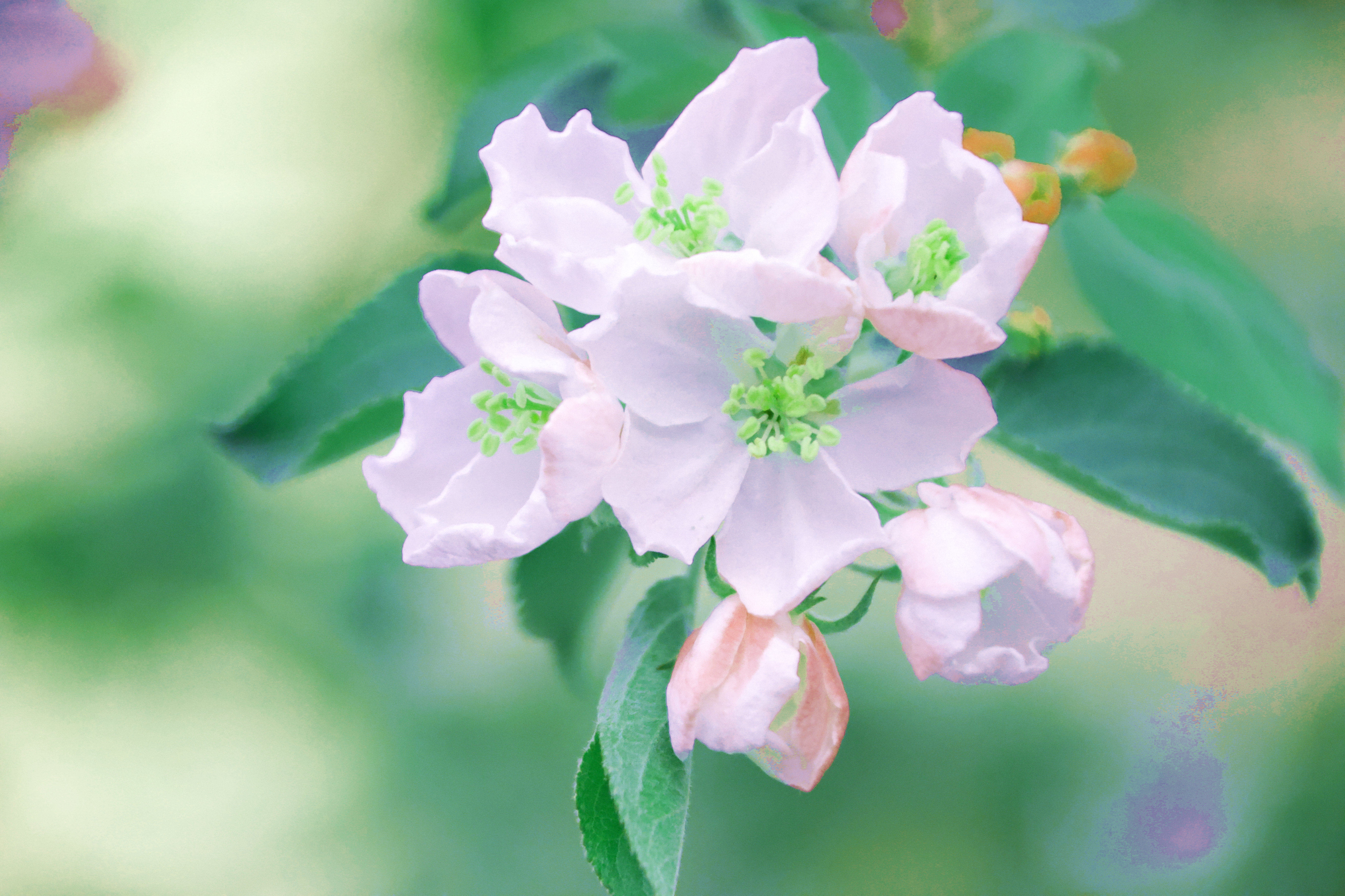 七师一二六团院内苹果花成为网红打卡地