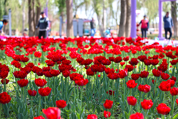 明天五家渠市320余万株郁金香绽放迎客