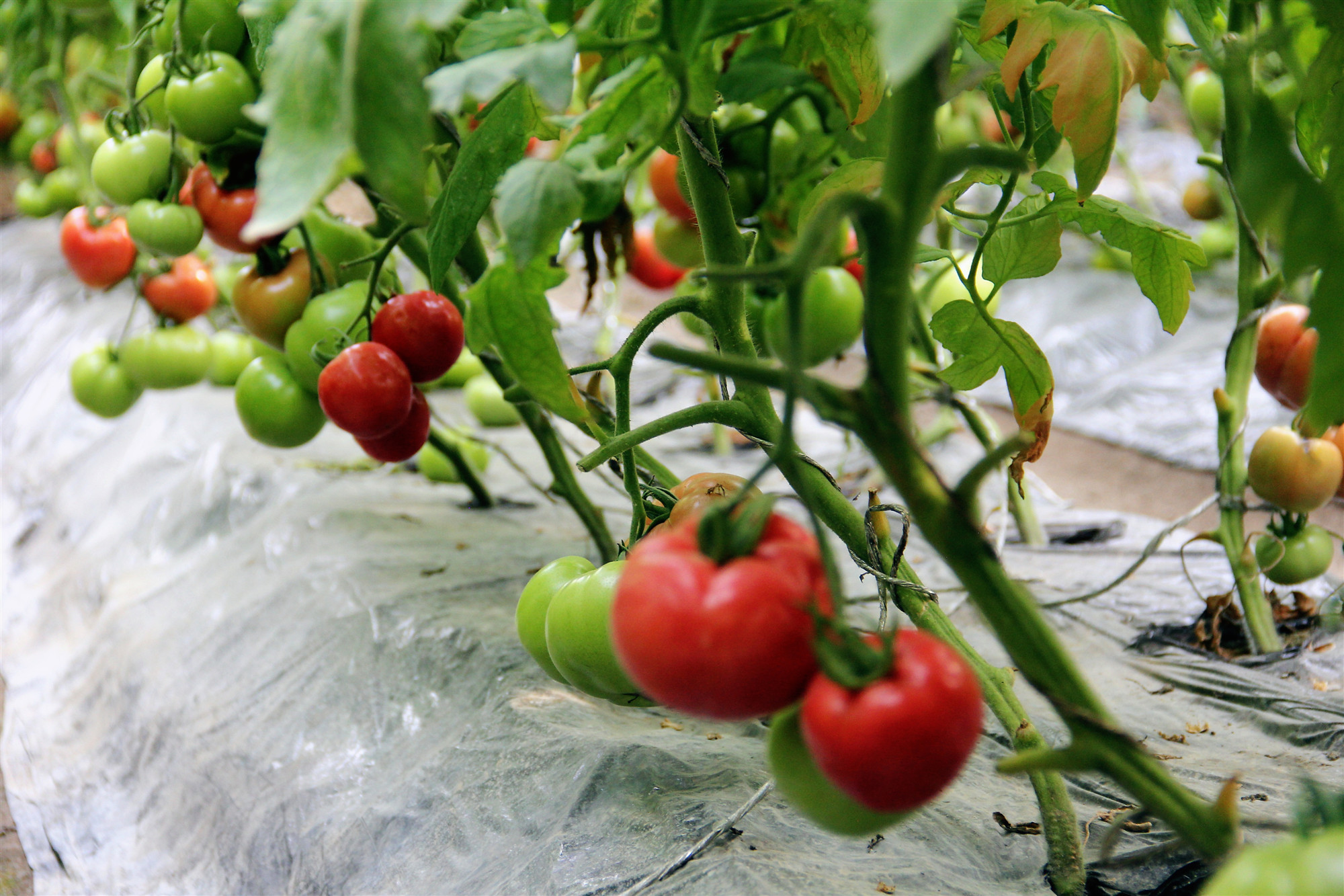 大棚西红柿映出职工致富"别样红"