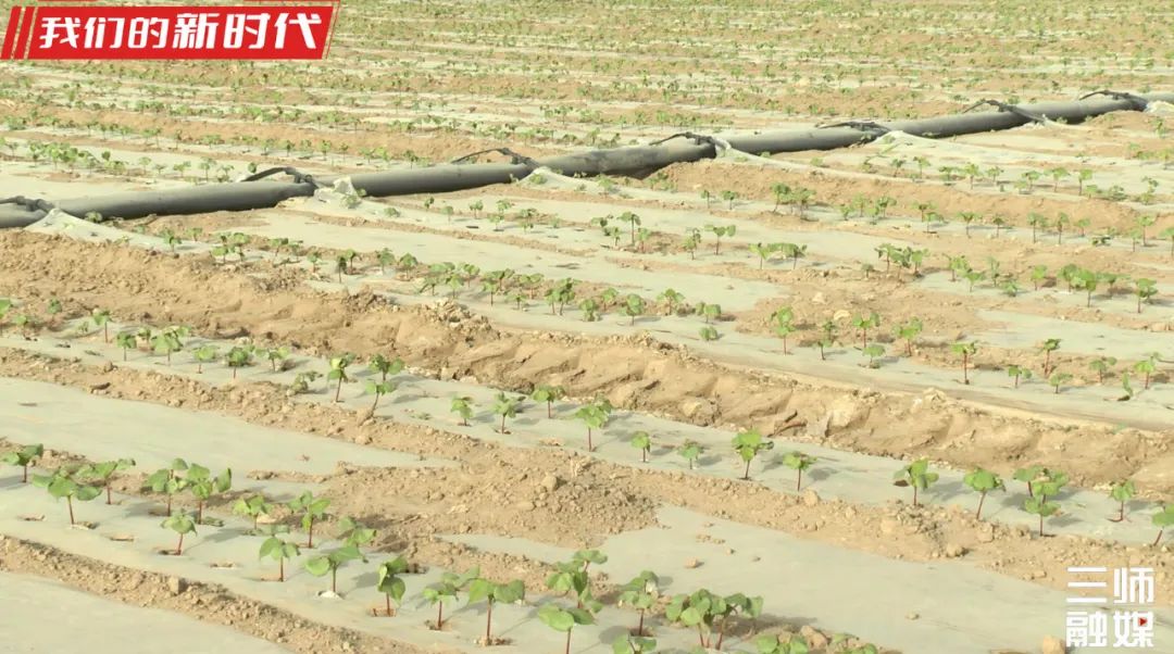 干播湿出初见成效百万亩棉花长势喜人