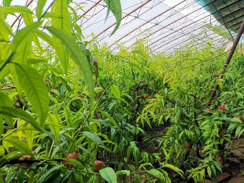 六十六团共种植大棚油桃68座,占地103.
