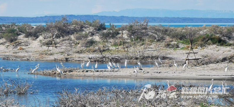 看烏倫古湖國家溼地公園如何保護生物多樣性