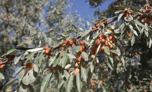 新疆6个沙枣新品种被授予植物新品种权