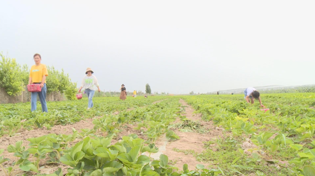 六师新湖农场乐享莓好时光