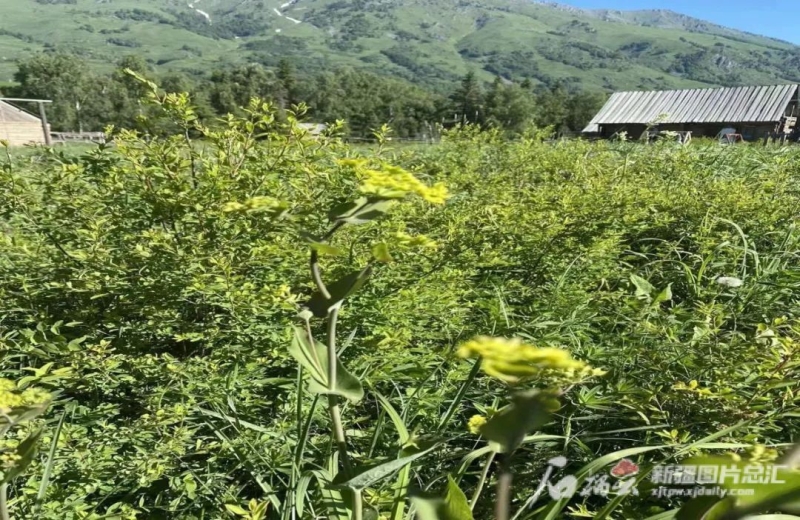 阿勒泰地區發現4種野生板藍根