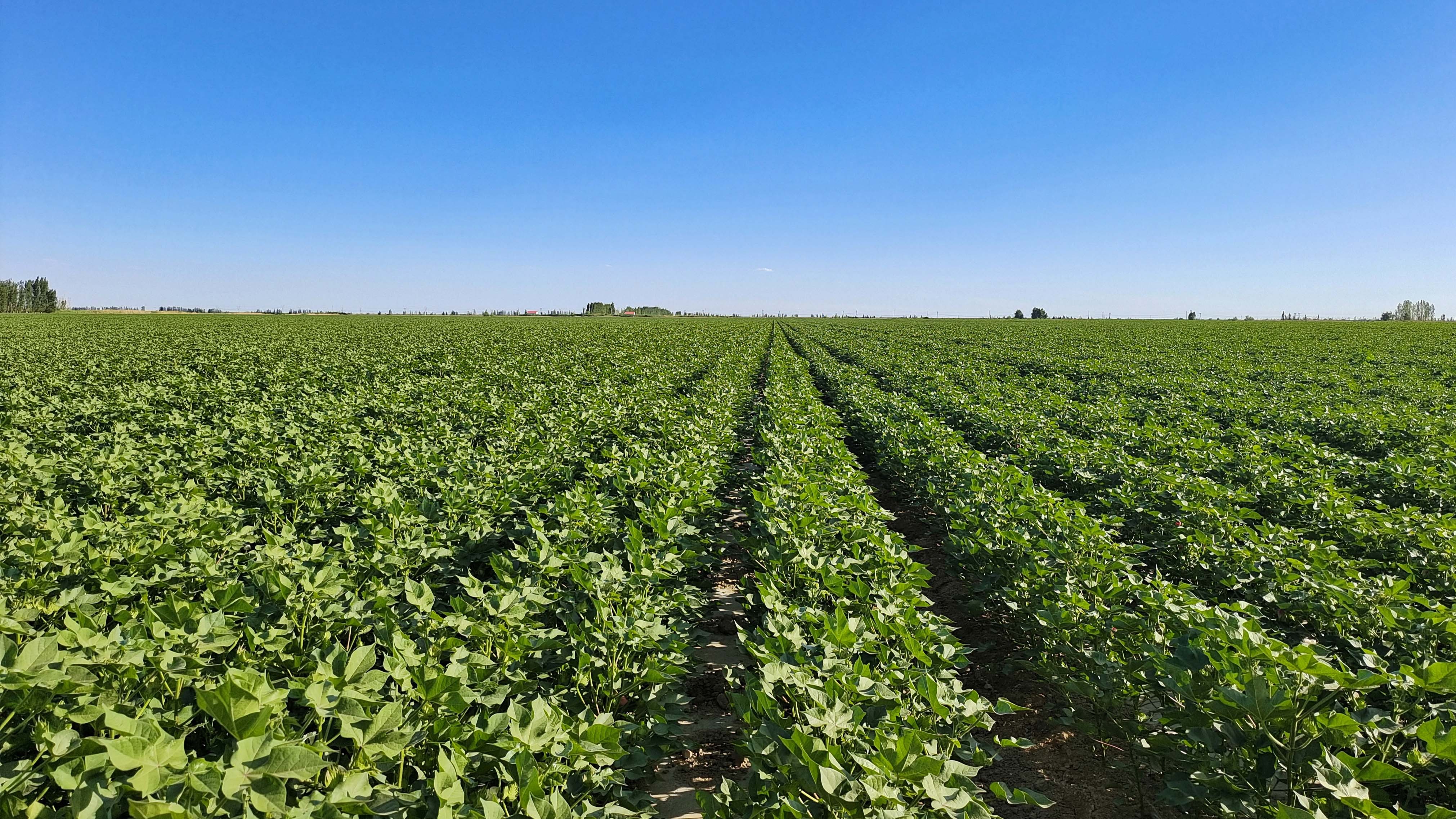 九连是一八四团棉花种植面积最大的连队,九连职工蒋佳佳说:"去年棉花