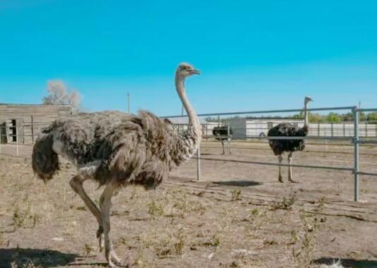 這20只鴕鳥讓李龍走向特色養殖路