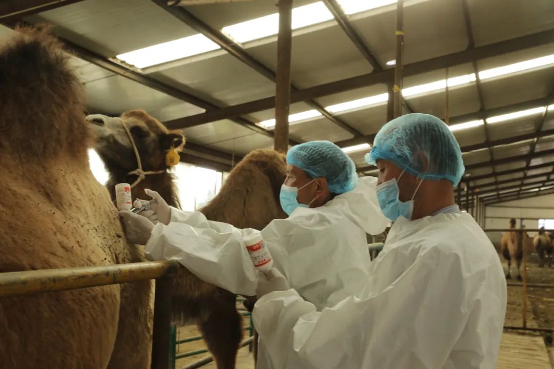 牛易游娱乐城- YY易游体育官方网站- 易游体育APP羊兽医简历模板-猎聘