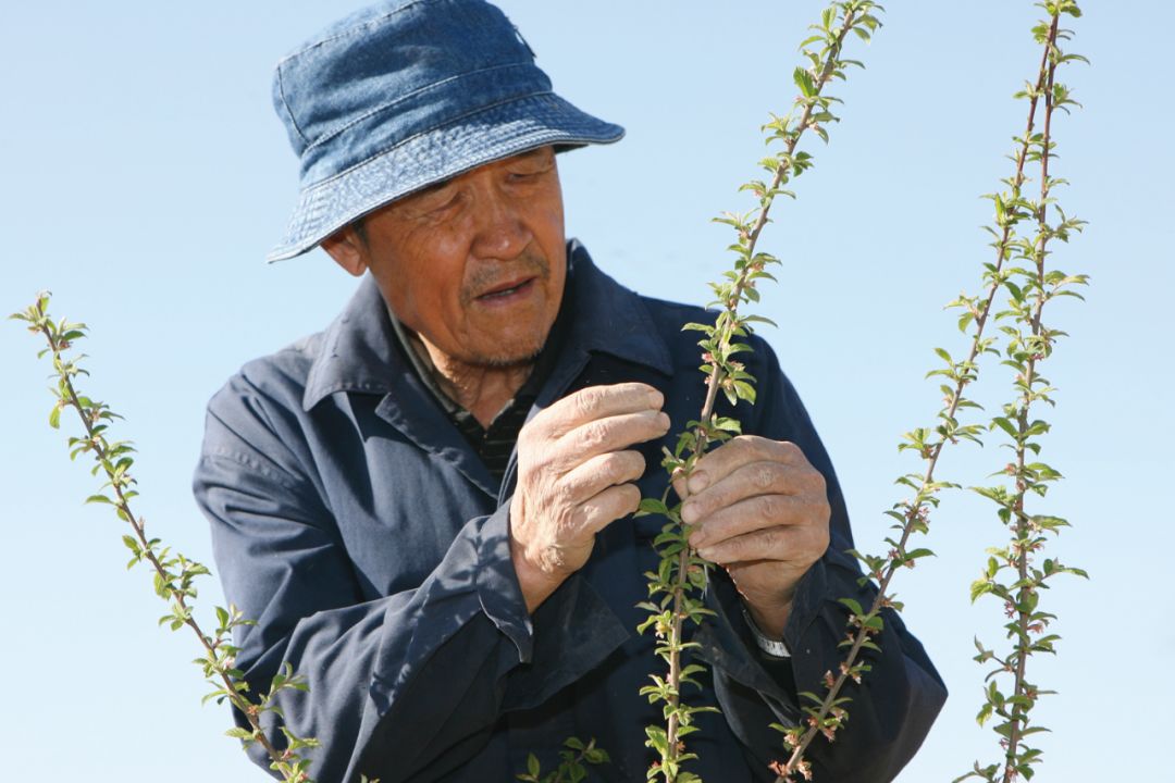 新疆老人摄影图片