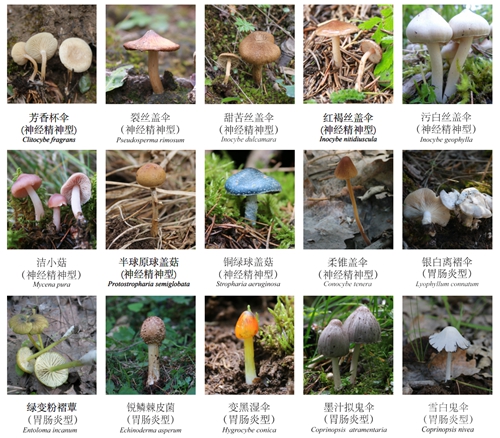 自治区疾控发布新疆30种常见毒蘑菇图鉴